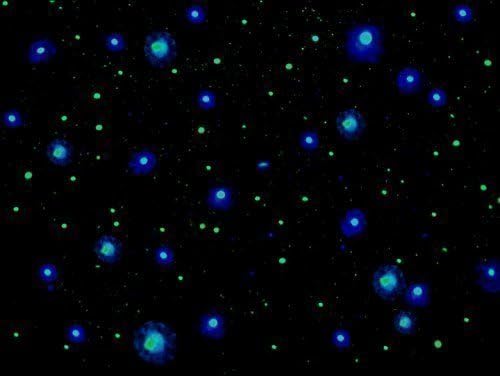 STAR KIT: DIY EZ Star Field Kit "Just Stars" Peel & Stick Glow in the Dark Stargazing Window for your bedroom ceiling! 25 sq ft or 5ft x 5ft area