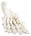 Axis Scientific Articulated Foot Skeleton Replica, Highly Detailed Specimen of Human Anatomy (A-105673, RIGHT, A-105673)