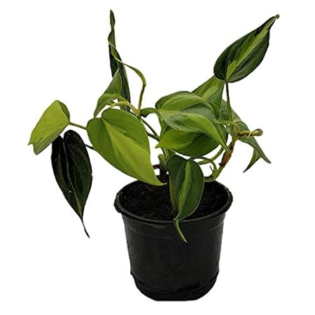 Root Bridges Philodendron Indoor Plant (Pot included) (Brasil)