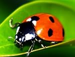 4,500 Live Ladybugs - Good Bugs - Guaranteed Live Delivery!
