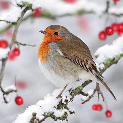 GBCC Charity Christmas Cards Pack of 10 - Scenic Robin and Berries Design - Festive Christmas Cards Multipack - In Aid of UK Charities