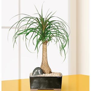 Ponytail Palm Bonsai Tree