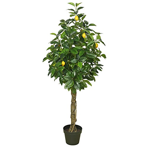 Vickerman TA171101 Flowering Lemon Tree