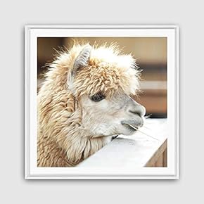 Framed Canvas Wall Art Alpaca Canvas Prints Home Artwork Decoration for Living Room,Bedroom - 16x16 inches