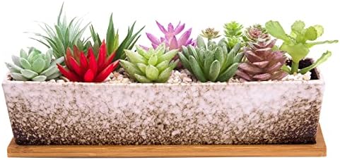 money plants Golden Money Plant With Self Watering Pot