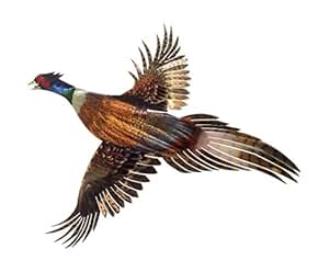 Amazon.com: Next Innovations 24.5" X 21" Pheasant Refraxions 3D Wall