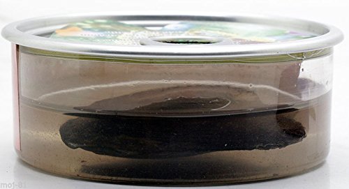 5 Neclace+Pendant+Cultured+Stainless+Turtle