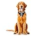 Littlearth Las Vegas Raiders NFL Pet Bandana