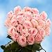 Fresh Cut Roses | 50 Pink Roses