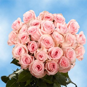 Fresh Cut Roses | 50 Pink Roses Fresh Cut Roses | 50 Pink Roses