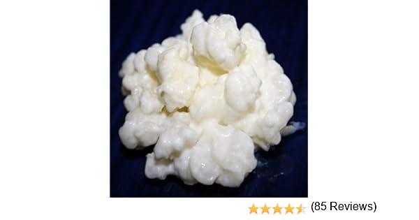 40g de Hongo / Nódulos de Kéfir de Leche + Instrucciones + Recetas ...