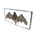 Bat Specimens Science Classroom Specimen for Science Education（5.5x2.5x0.7 Inch）