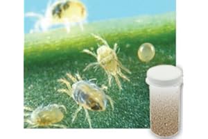 Bug Sales 5,000 Live Adult Predatory Mites - A Mix of Predatory Mite Species for Spider Mite Control - Ships Ships Next Business Day AIR!