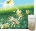 2,000 Live Adult Predatory Mites - A Mix of Predatory Mite Species for Spider Mite Control - Ships Next Business Day!l