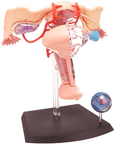 Famemaster 4D-Vision Human Female Reproductive Anatomy Model