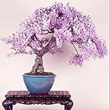 Brand New! Lilac mini bonsai wisteria tree seeds Indoor ornamental plants - 10 particles