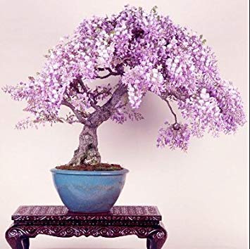 Brand New! Lilac mini bonsai wisteria tree seeds Indoor ornamental plants - 10 particles