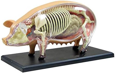 教育人形豚の解剖学的モデル動物の解剖学的モデル取り外し可能