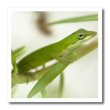 3drose ht_94194_2 male green anole lizard, talahassee, fl-joe and…