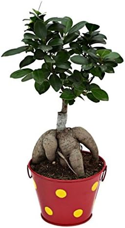 Exotic Green Ficus 3 Year Old Bonsai Plant in Metal Pot Red Pot