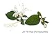 Acute Acne Clear Skin Treatment — Natural Herb Based Remedy & Medication Capsules | Best Effective Herbal Vitamin Complex & Organic Alternative Medicine Supplement for Teen Adult Men Women Boy Girl