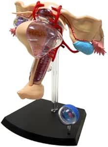 No.15 female genital anatomy model Skynet three-dimensional ...