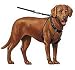SPORN Dog Halter, Blue, Large
