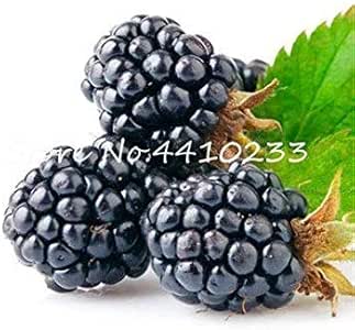 Potseed . 200 Piezas de la Herencia Blackberry Fruta roja Dulce Berry