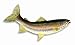 LX Hand Painted Rainbow Trout Replica Wall Mount Game Fish Decor Room Ornament Plaque 18
