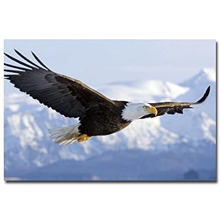 Liefengdao Aigle Oiseau Mouche En Ciel Art Soie Affiche D