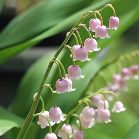 Amazon 紫桜館山の花屋 山野草 ピンクドイツスズラン 9cmポット苗100ポットセット 今季開花終了 Diy 工具 ガーデン