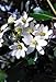 Hirt's Gardens Sweet Autumn Clematis Vine - Clematis paniculata - Fragrant - 2.5" Pot