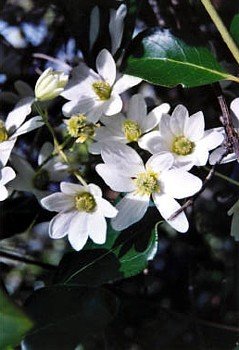 Clematis Sweet Autumn Vine - Clematis paniculata - Fragrant - 2.5 Clematis Sweet Autumn Vine - Clematis paniculata - Fragrant - 2.5