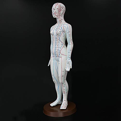 Acupuncture Model 48cm Female with Base Human Acupuncture meridians Model Acupuncture Starter Kit - Thumbnail 3