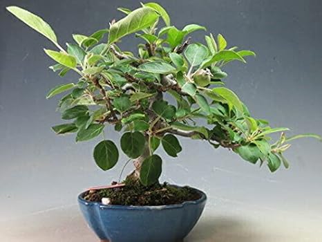 Amazon 実付き 姫りんご 紅乙女 の鉢植え盆栽 現品 観葉植物 オンライン通販