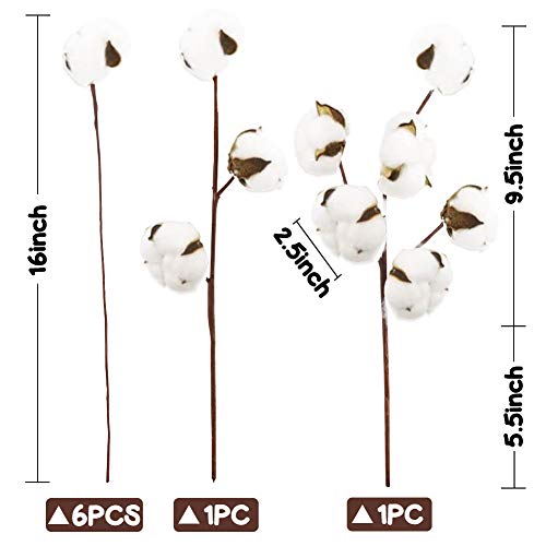 DomeStar Cotton Stems, Natural Dried Cotton 8 Packs Total 15 Bolls Cotton Sprigs Cotton Blooms Floral Stems for Vase Fillers