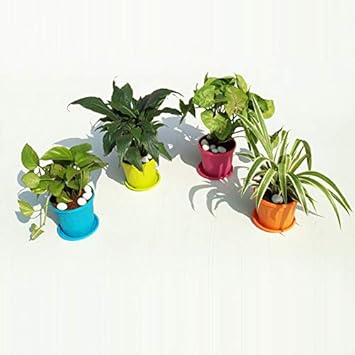 Synergy Top 4 Air Purifier Plants For India Combo Of Good Luck