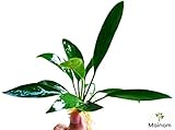 Mainam Anubias Lanceolata Rooted Rhizome Long Leaves Live Aquarium Plants Decorations