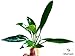 Mainam Anubias Lanceolata Rooted Rhizome Long Leaves Live Aquarium Plants Decorations