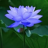 10Pcs Sapphire Lotus Seeds