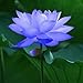 10Pcs Sapphire Lotus Seeds