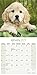 2025 2026 Golden Retriever Pups Calendar - Dog Breed Monthly Wall Calendar - 12