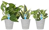 Costa Farms Clean Air 3-Pack O2 for You Live House Plant Collection, White Decor Planter, Assorted Foliage, 9-Inches Tall