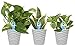 Costa Farms Clean Air 3-Pack O2 for You Live House Plant Collection, White Decor Planter, Assorted Foliage, 9-Inches Tall primary
