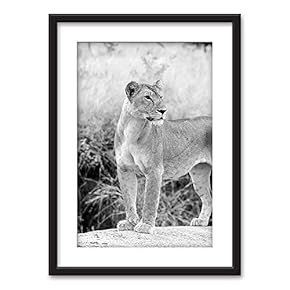 Framed Female Lion in Black White Black Picture...
