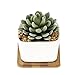 Winlyn 3.3 Inch White Ceramic Contemporary Square Design Succulent Plant Pot/Cactus Plant Pot with Bamboo Tray - Pack of 3