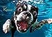 1000 Piece Jigsaw Puzzle - Adult , Couples, Children and Family Puzzles - Underwater Dogs Photo Series Pool Pawty, By Seth Casteel
