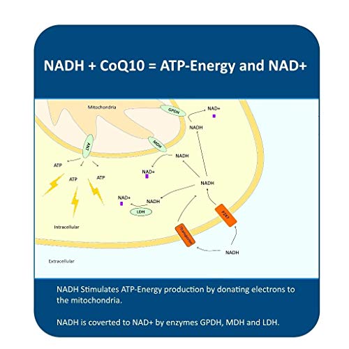 MAAC10 NADH + CoQ10 Supplement Supports Fatigue, Energy and NAD+