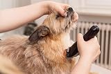 Wahl Colour Pro Rechargeable Pet Clipper 120 Min Run Time 8 Colour Combs view 8