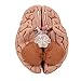 3B Scientific C18 Classic Brain 5 part - 3B Smart Anatomy